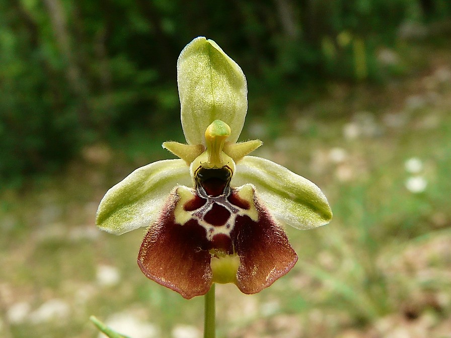 Ibrido: Ophrys fuciflora x O. lacaitae
